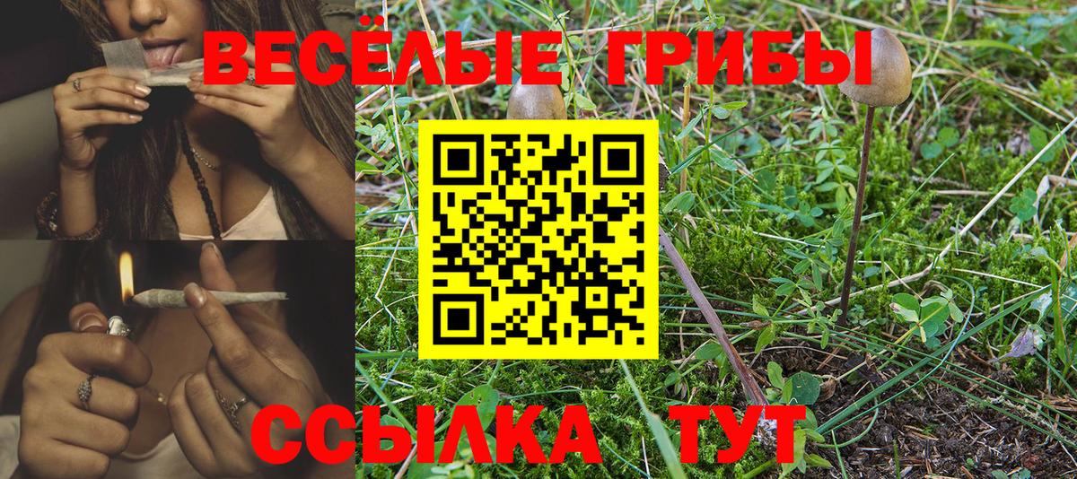 купить   Псилоцибиновые грибы Psilocybe  Вход с VPN  Нурлат 
